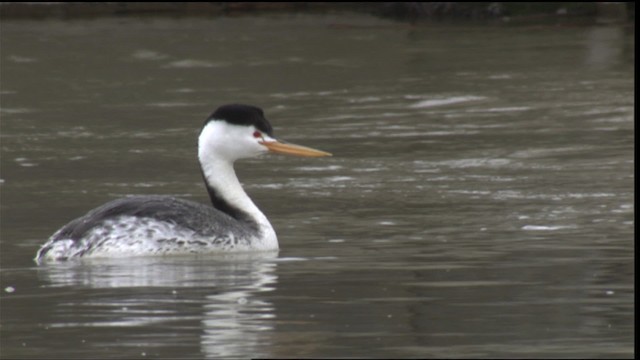 Clark's Grebe - ML419834