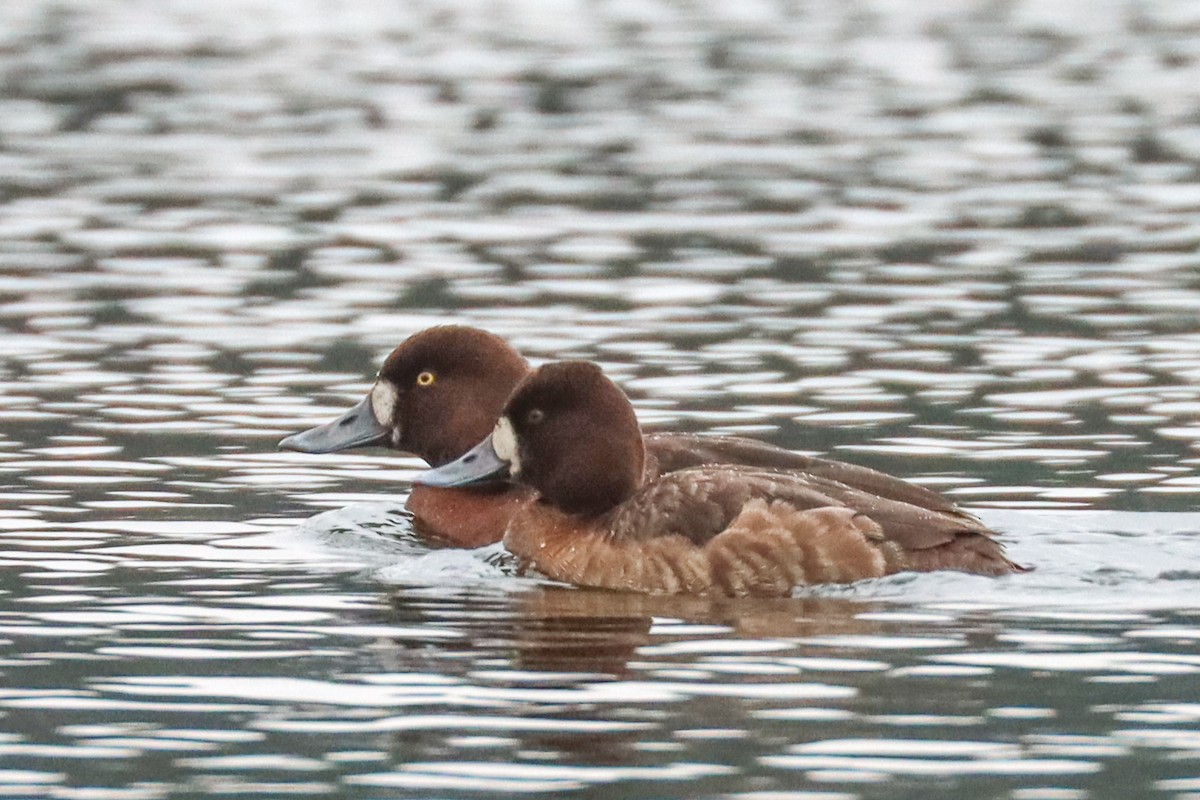 Lesser Scaup - ML419834341