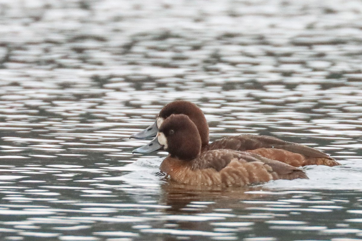 Lesser Scaup - ML419834361
