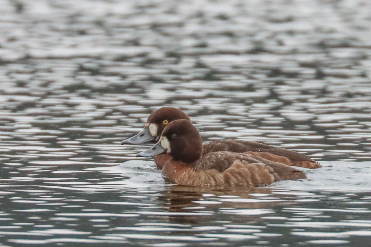 Lesser Scaup - ML419834371