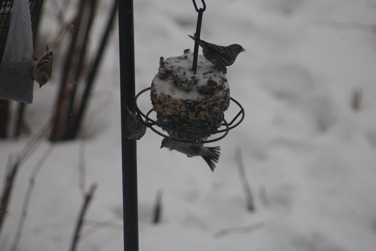 Pine Siskin - ML419834581