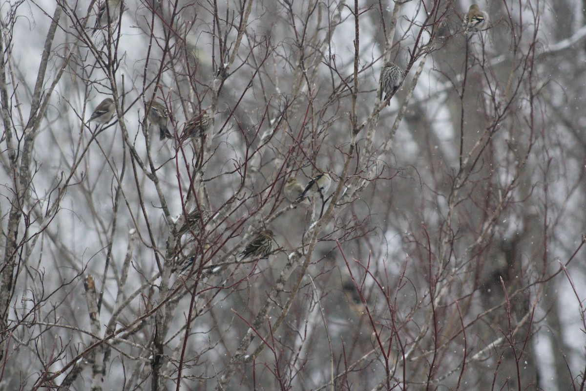 Pine Siskin - ML419834591