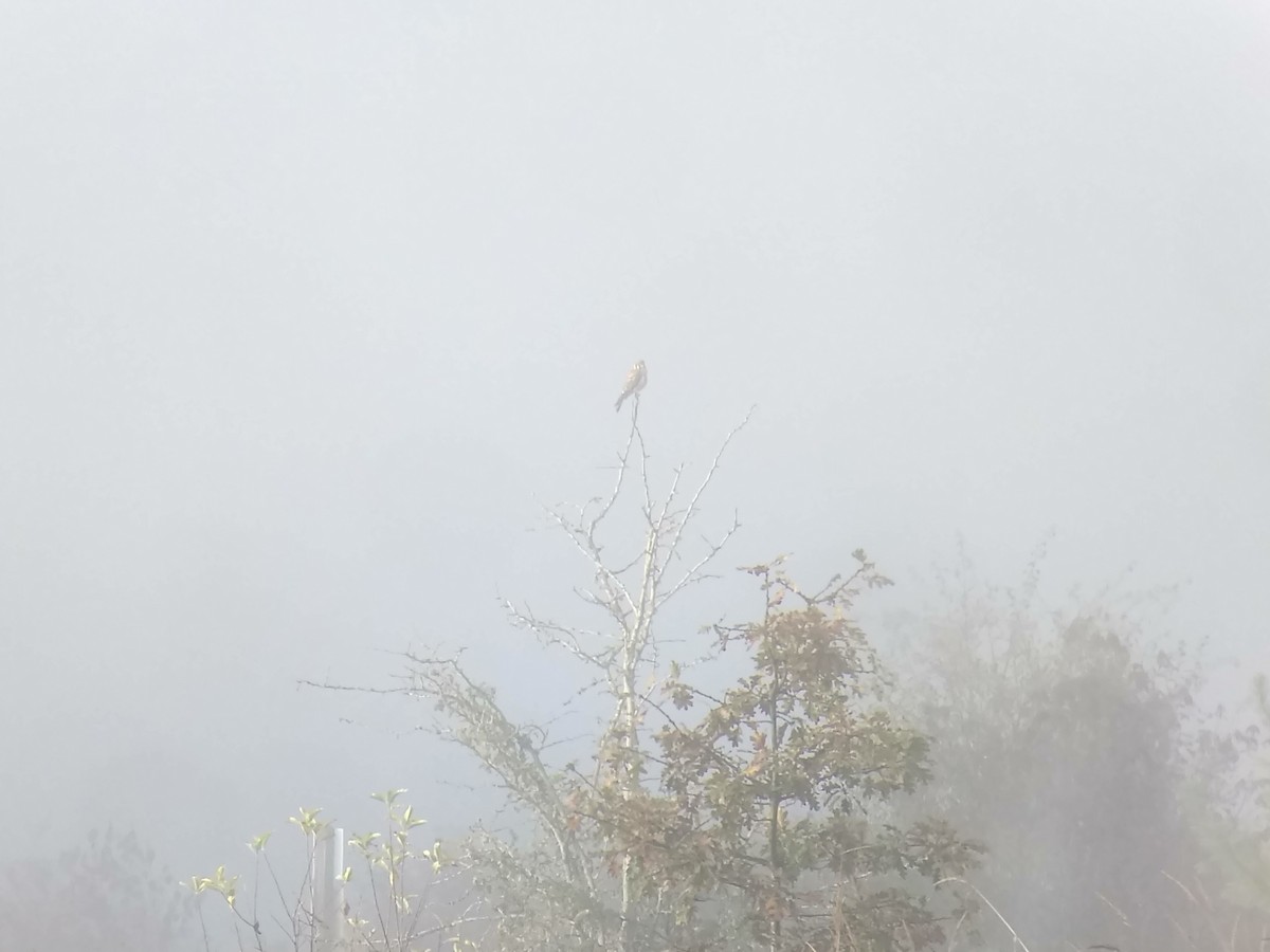 American Kestrel - ML419834831