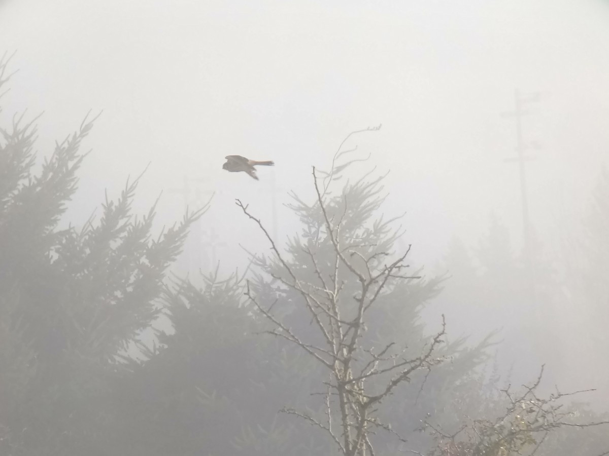 American Kestrel - ML419834901