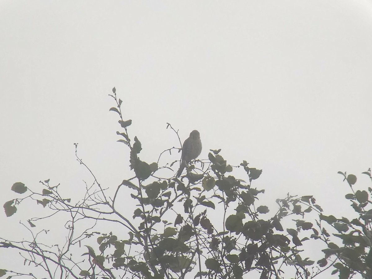 American Kestrel - ML419834911