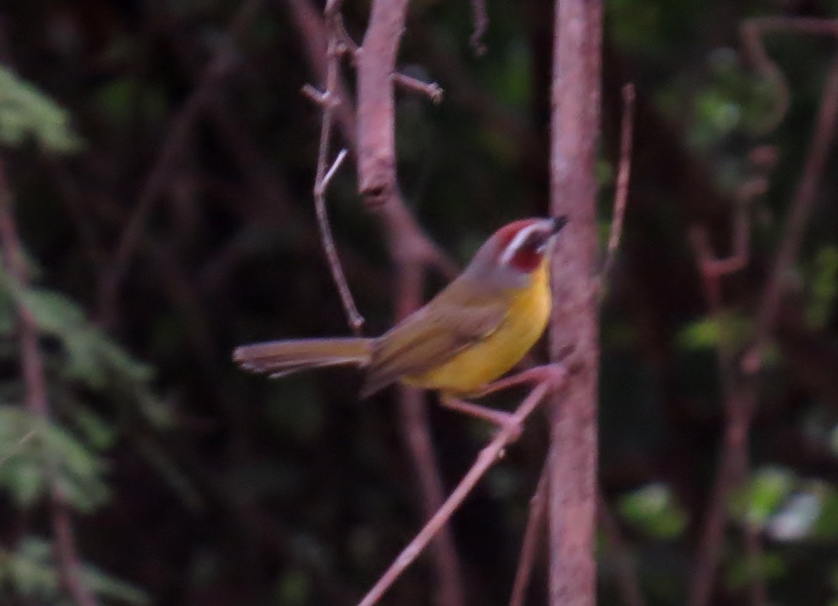 Chestnut-capped Warbler - ML41983601