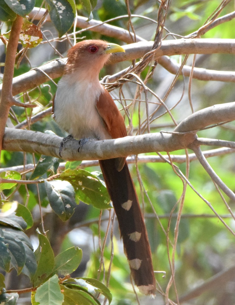 Squirrel Cuckoo - ML419836111