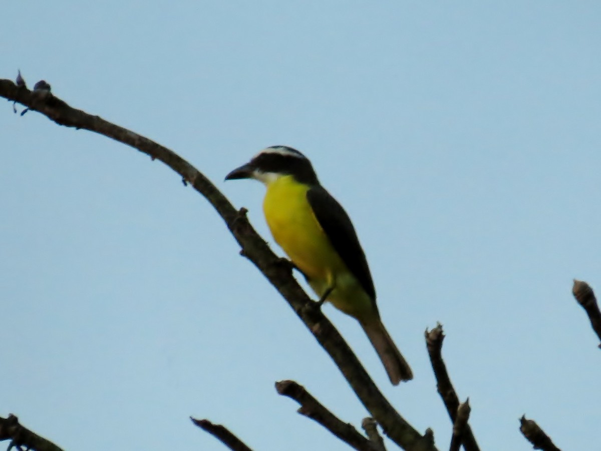 Boat-billed Flycatcher - ML41983691