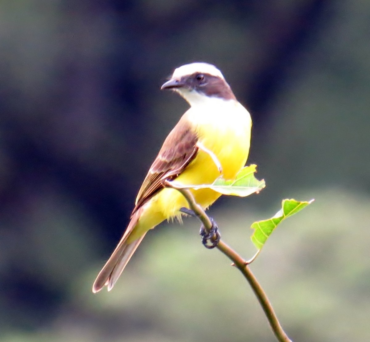 Social Flycatcher - ML41983781