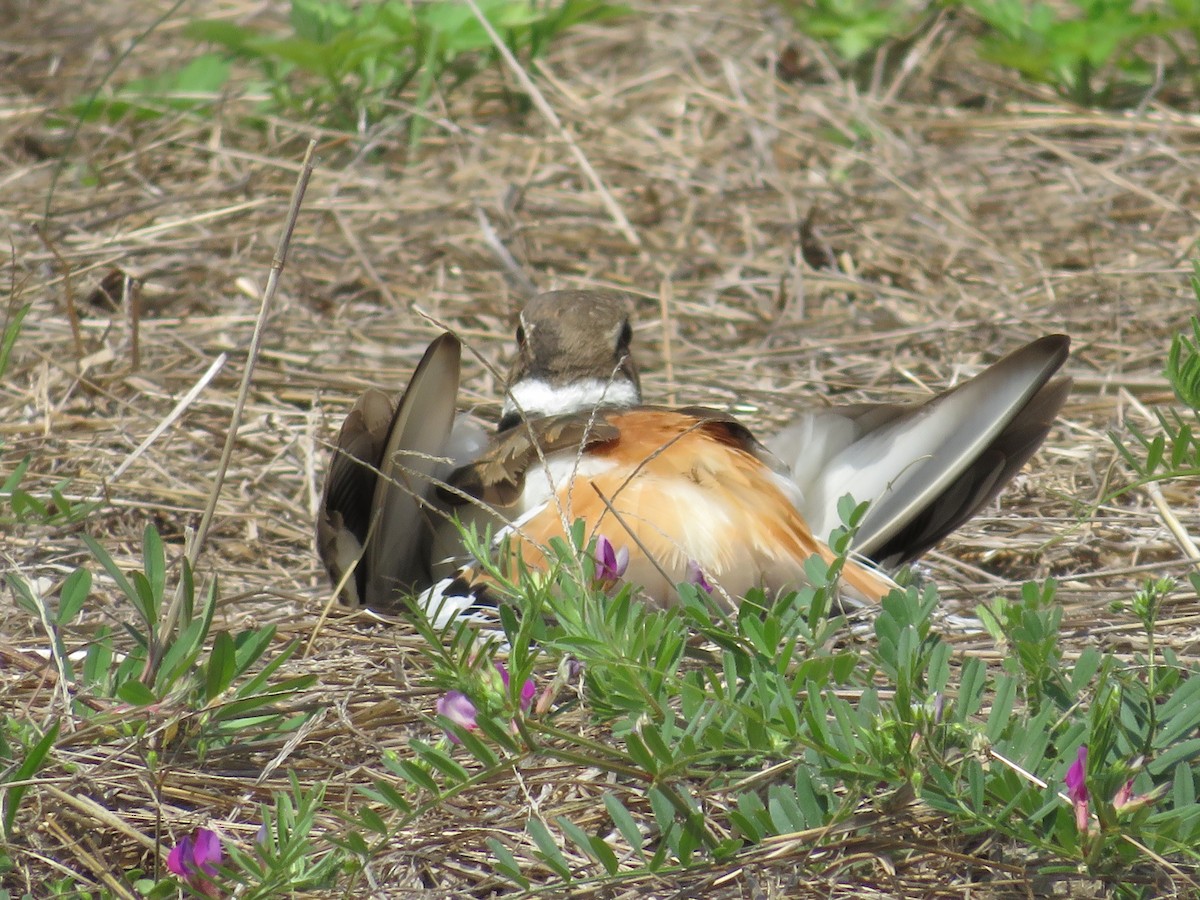 Killdeer - ML419838851