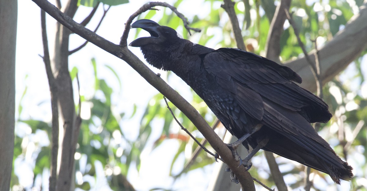 Thick-billed Raven - ML419839101