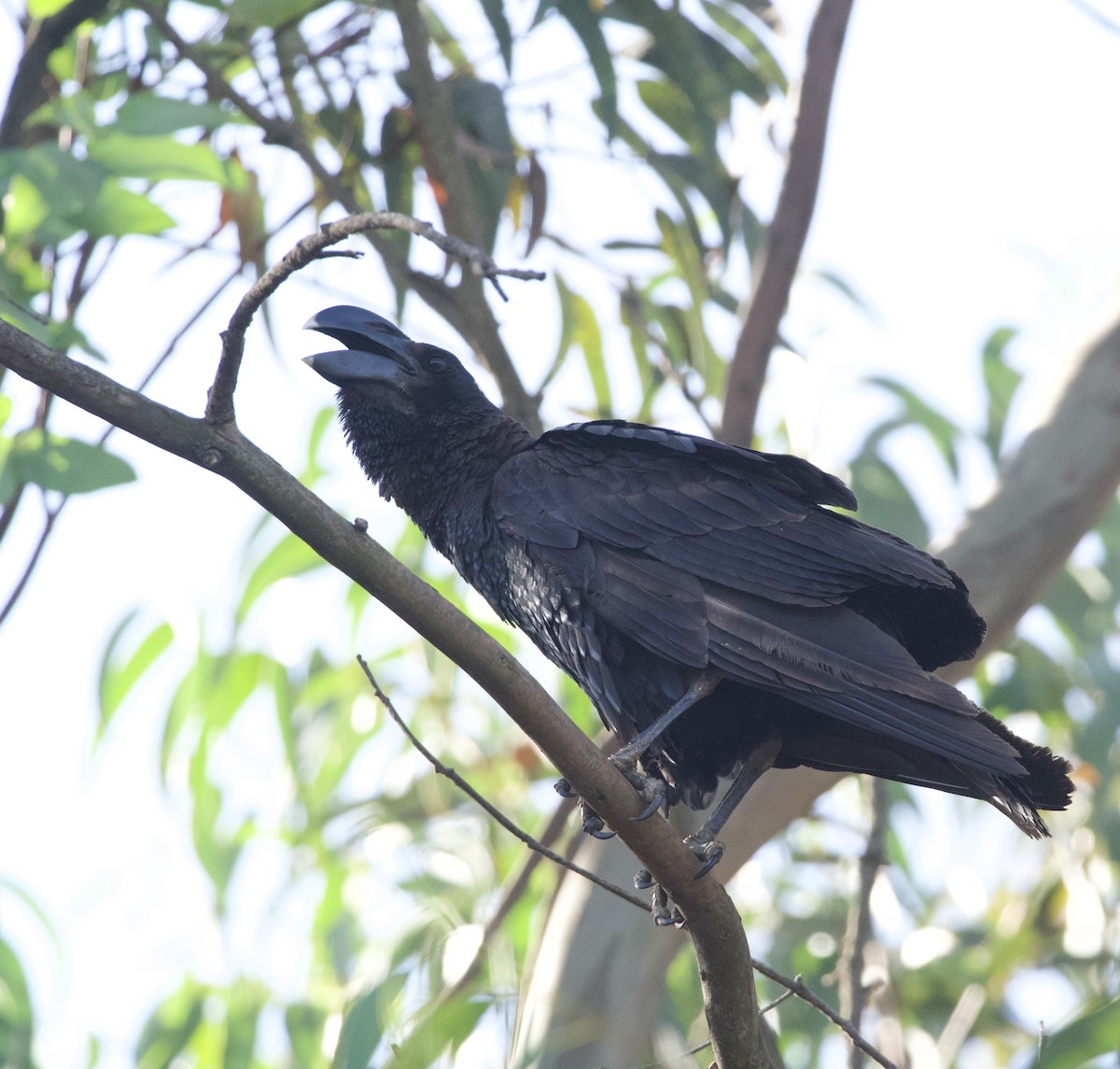 Thick-billed Raven - ML419839111