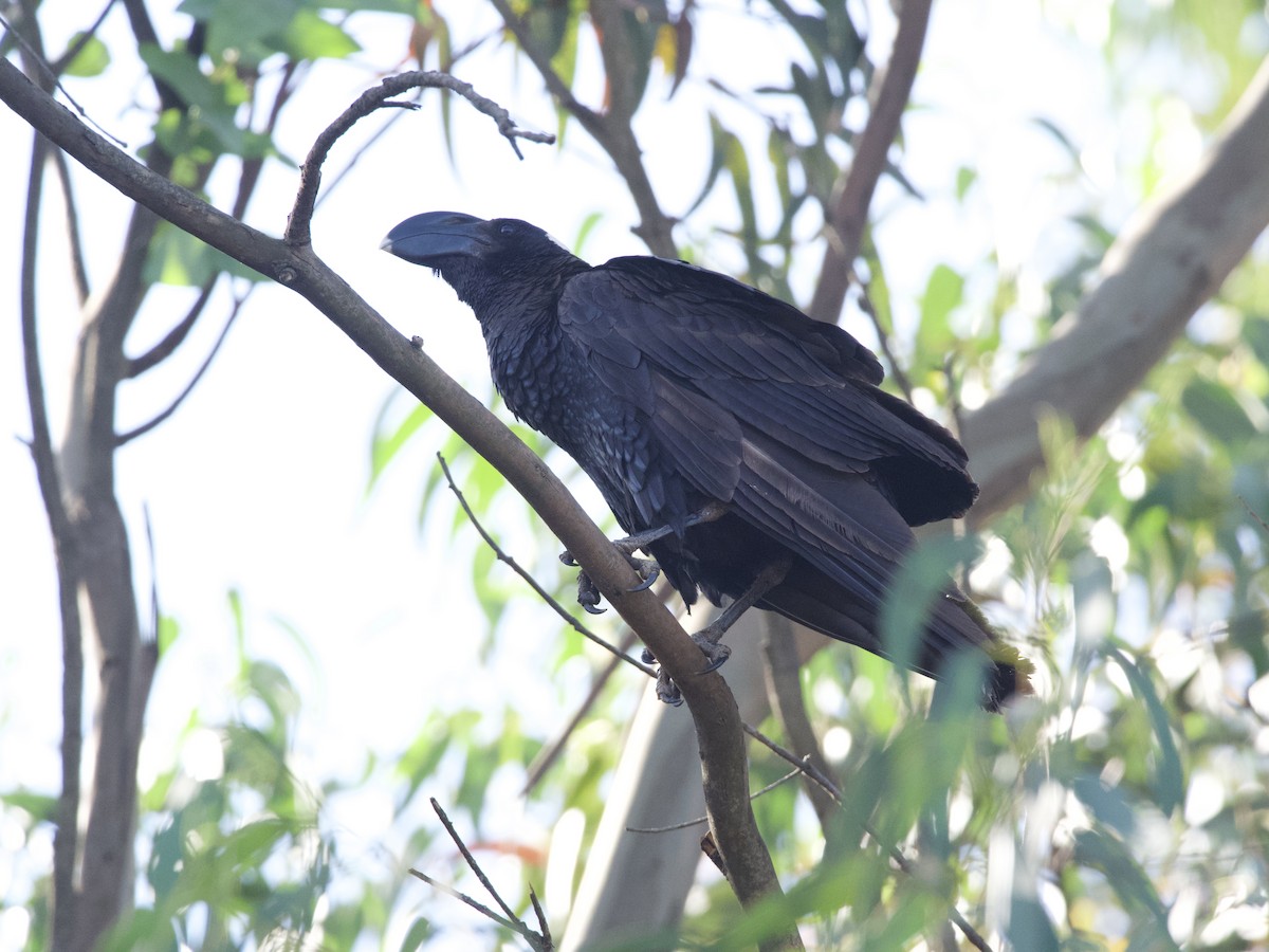 Thick-billed Raven - ML419839171
