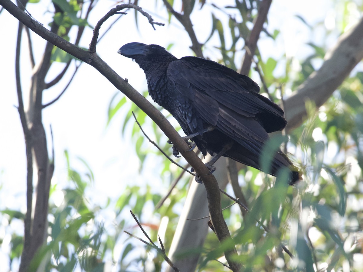 Thick-billed Raven - ML419839181