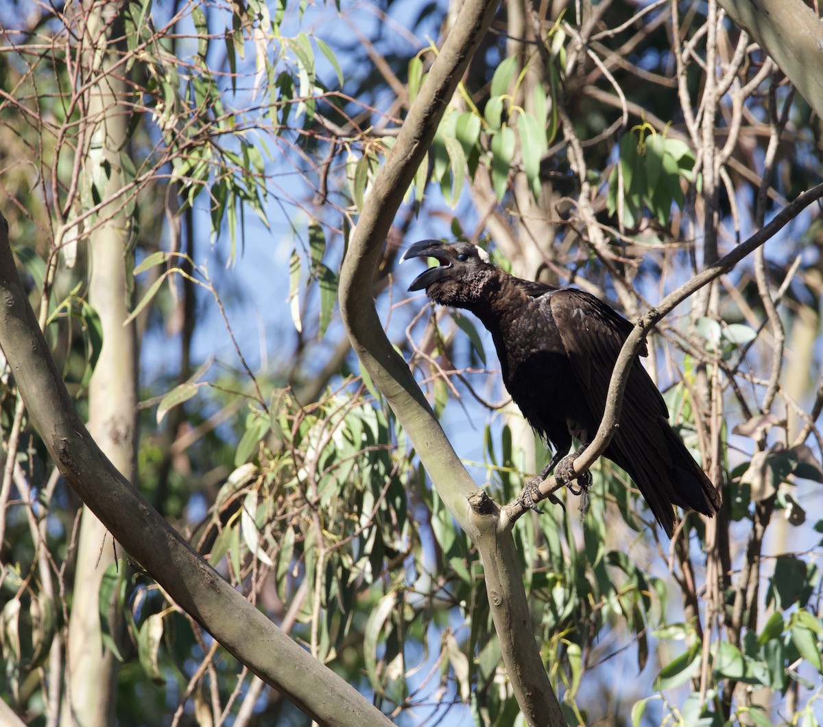 Thick-billed Raven - ML419839211