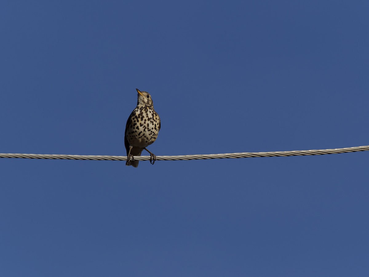 Ethiopian Thrush - ML419839271
