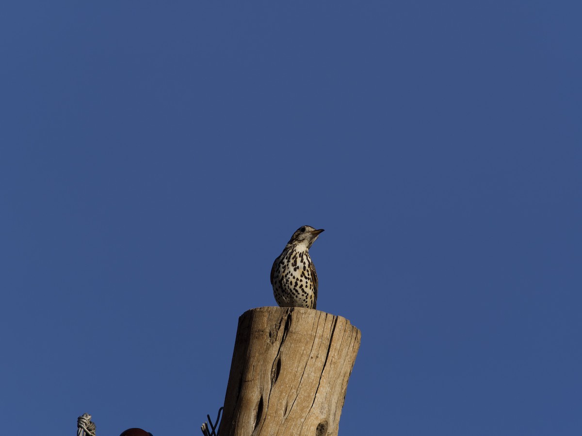 Ethiopian Thrush - ML419839281