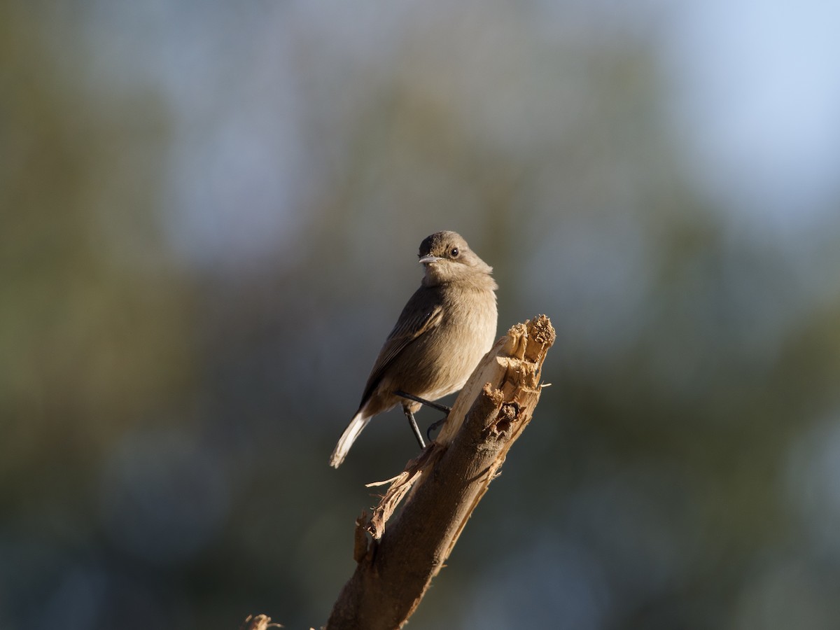 Moorland Chat - ML419839301