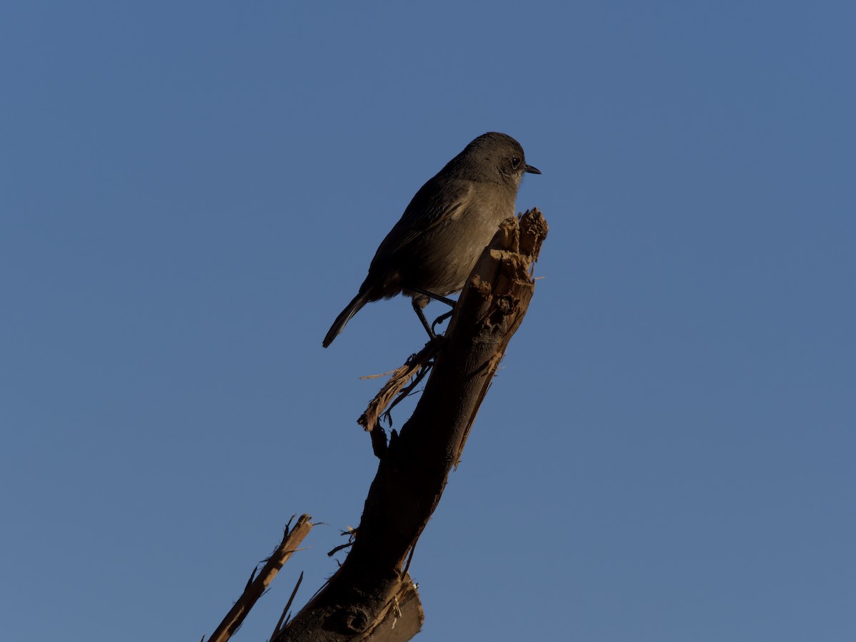 Moorland Chat - ML419839311