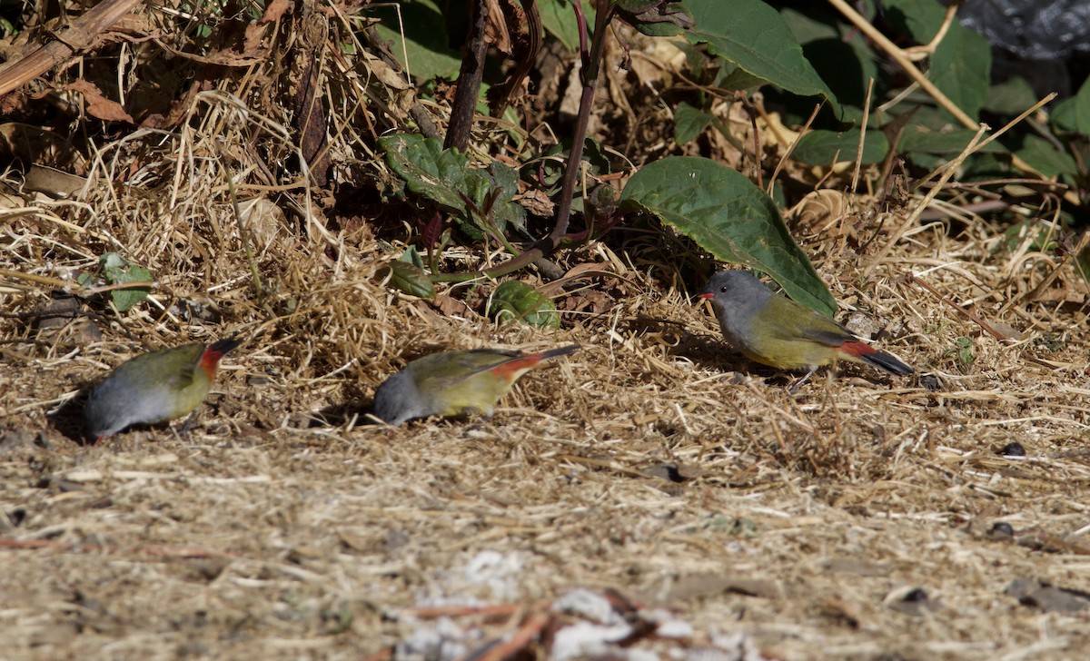 Yellow-bellied Waxbill - ML419839451