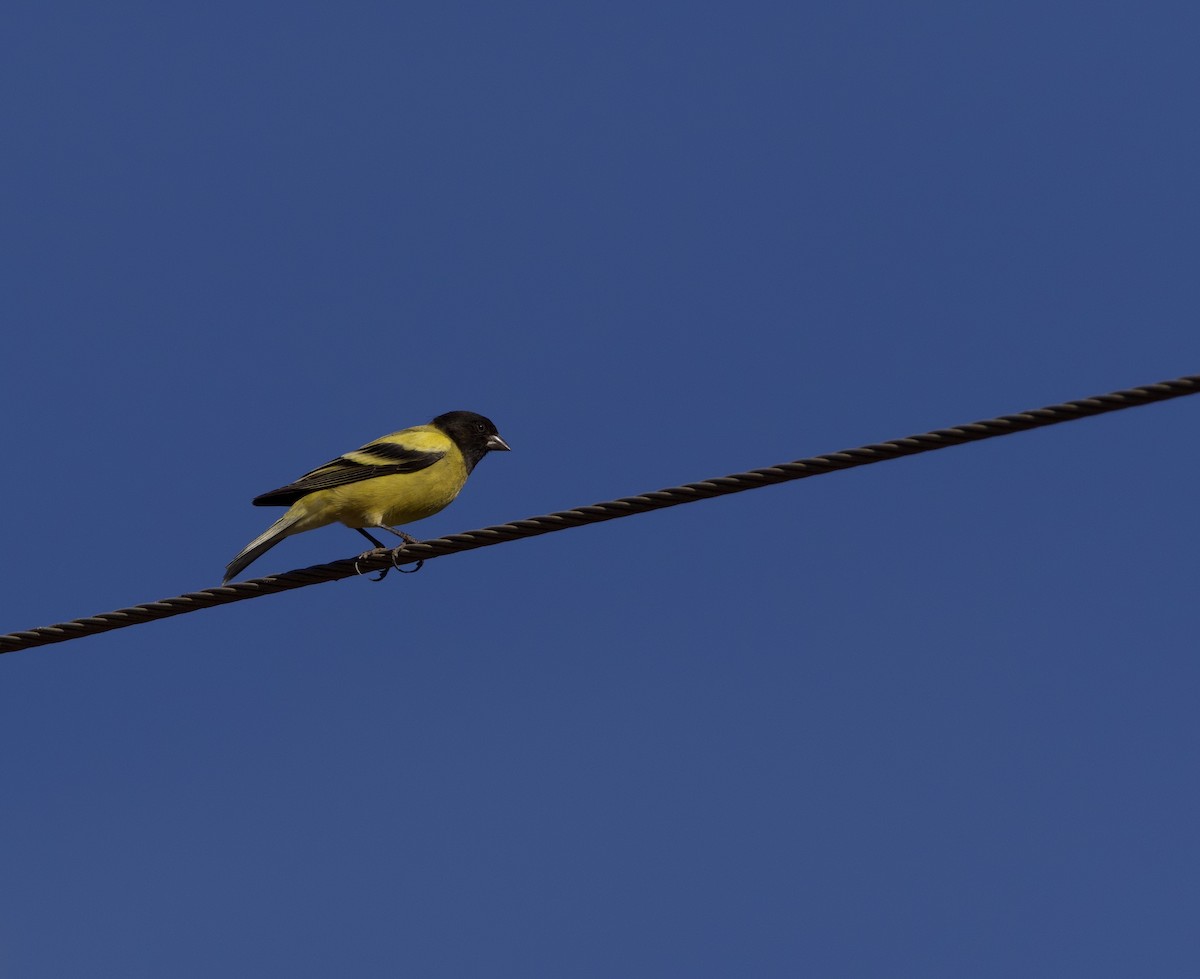 Ethiopian Siskin - ML419839521