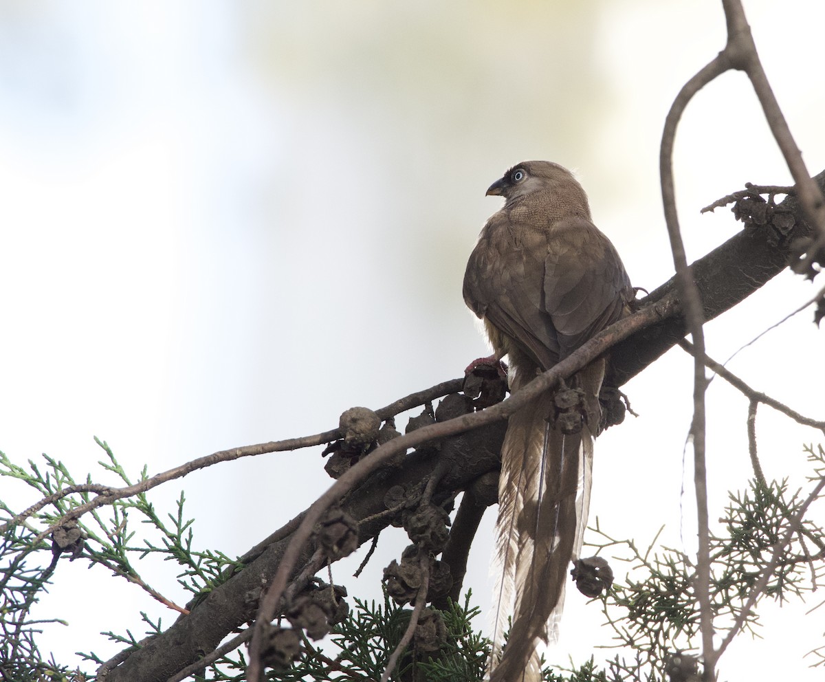 Speckled Mousebird - ML419840361