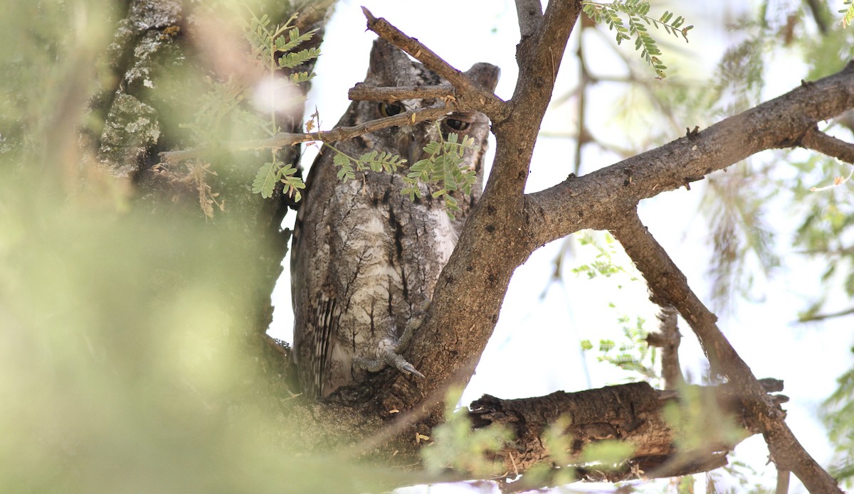 African Scops-Owl (African) - ML419840441