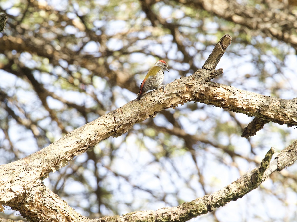 Abyssinian Woodpecker - ML419841351