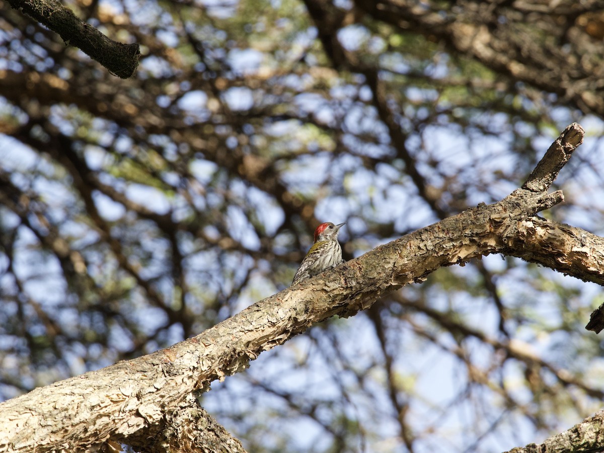 Abyssinian Woodpecker - ML419841401