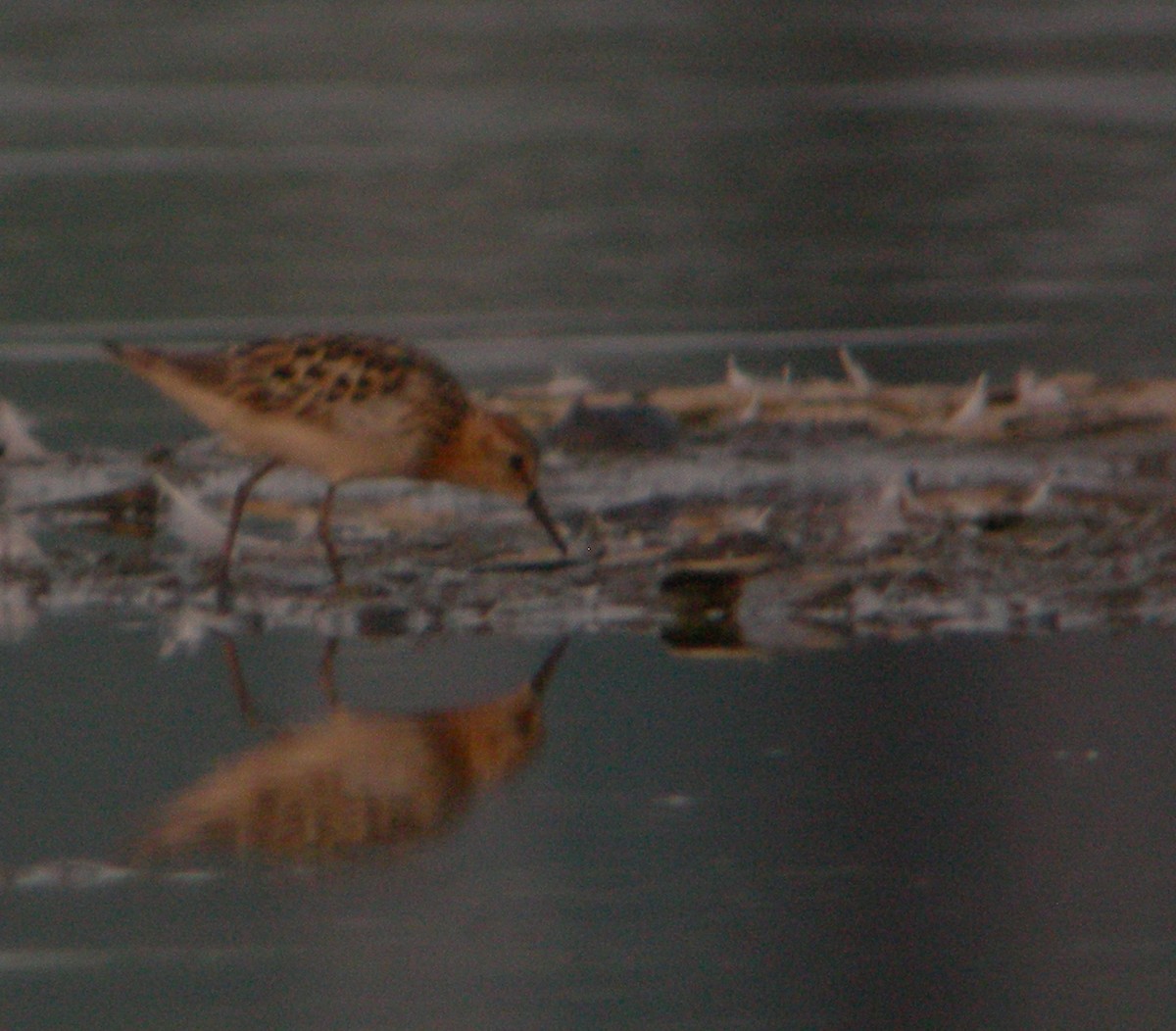 Little Stint - ML41984181