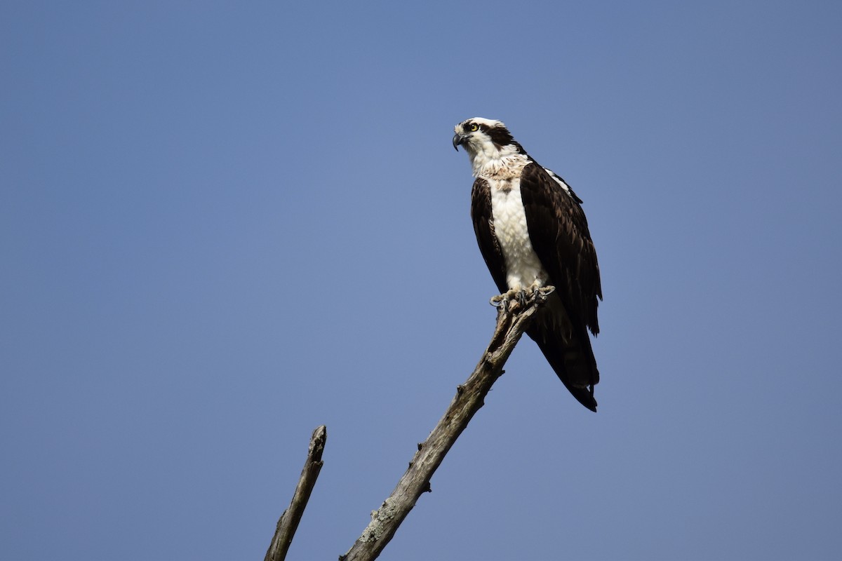 Osprey (carolinensis) - John Patten Moss