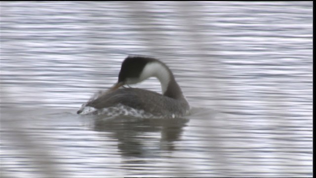 Clark's Grebe - ML419842