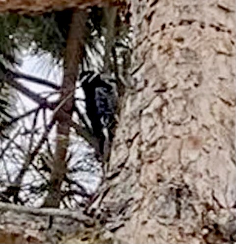 datel červenobradý - ML419842101