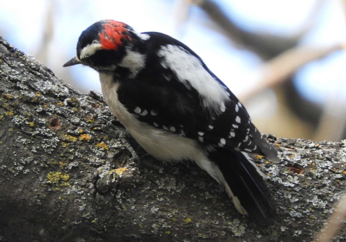 Downy Woodpecker - ML419842891