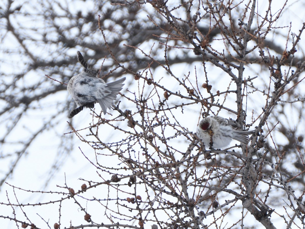 Hoary Redpoll - ML419844321