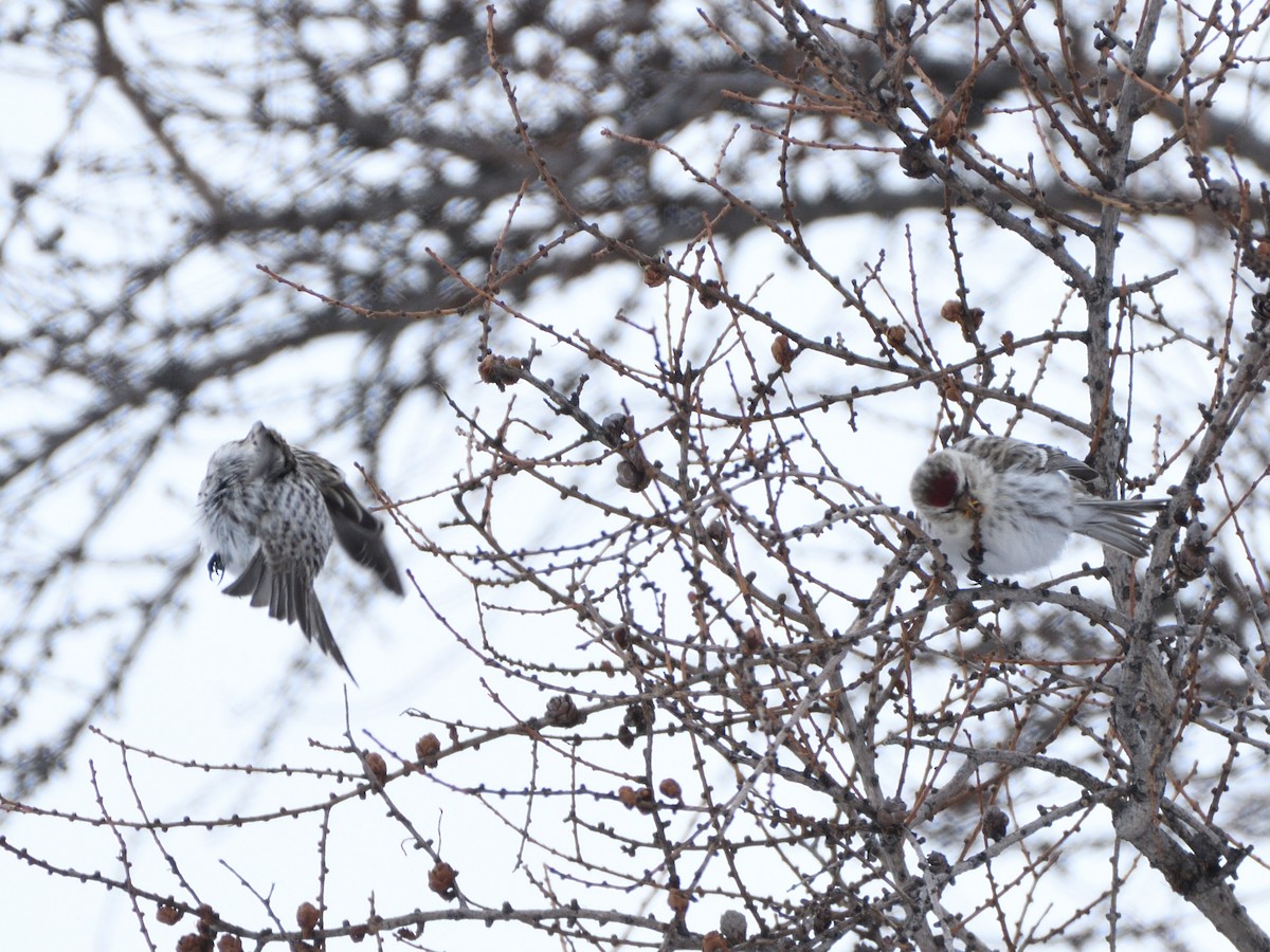 Hoary Redpoll - ML419844331