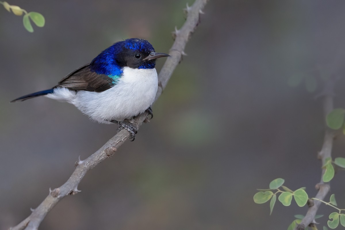 Eastern Violet-backed Sunbird - ML419844811