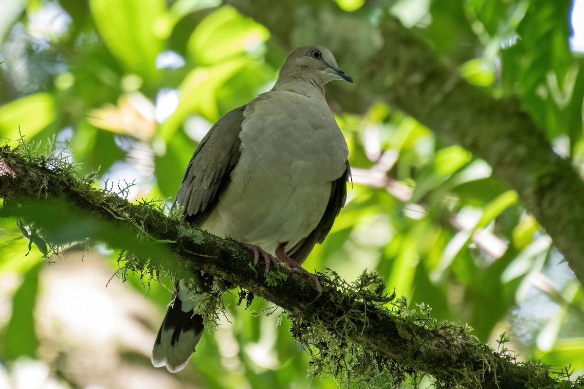 White-tipped Dove - ML419847221