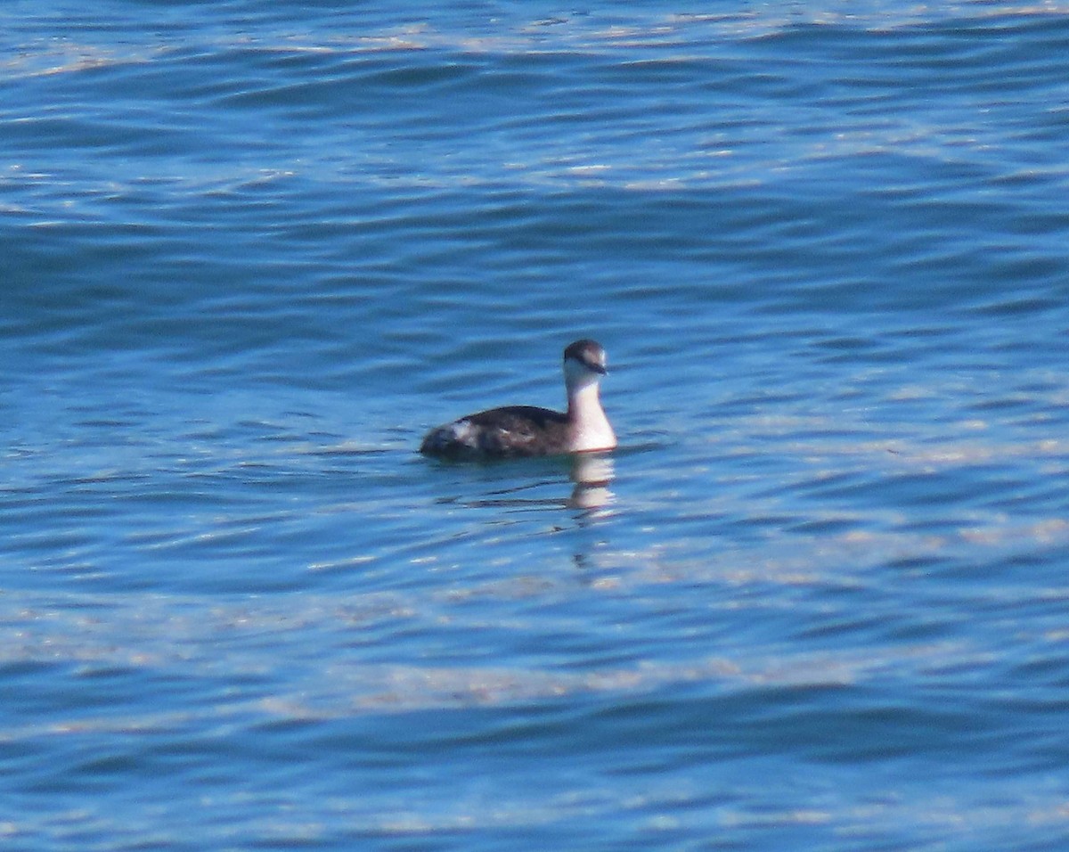 Horned Grebe - ML419847301