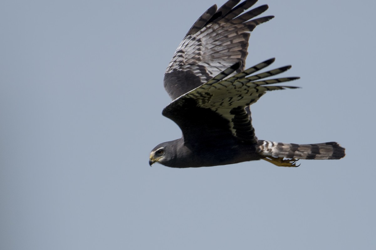 Long-winged Harrier - Luiz Carlos Ramassotti