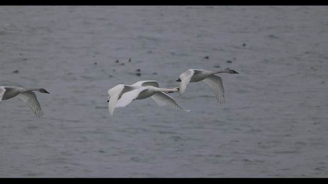 Trumpeter Swan - ML419847701