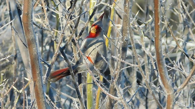 ørkenkardinal - ML419848611