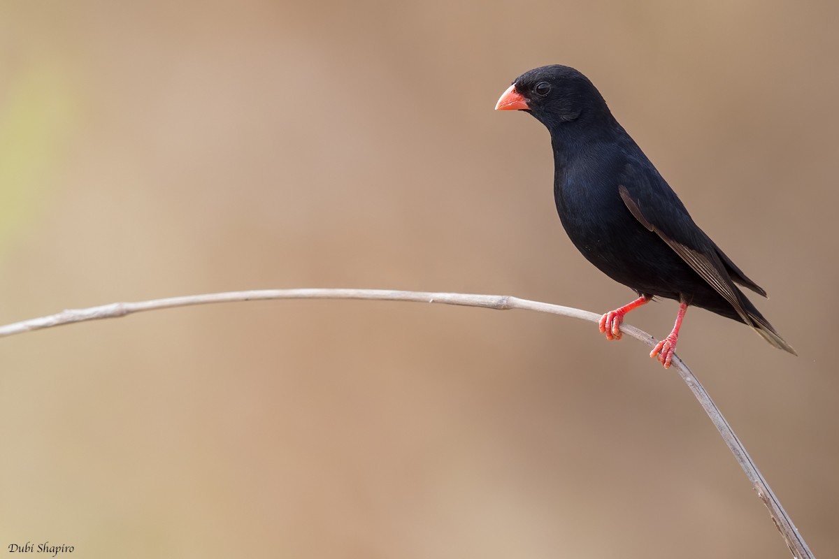 Village Indigobird - Dubi Shapiro