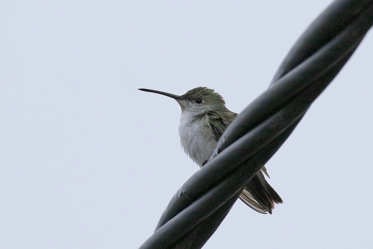 White-bellied Hummingbird - ML419850391