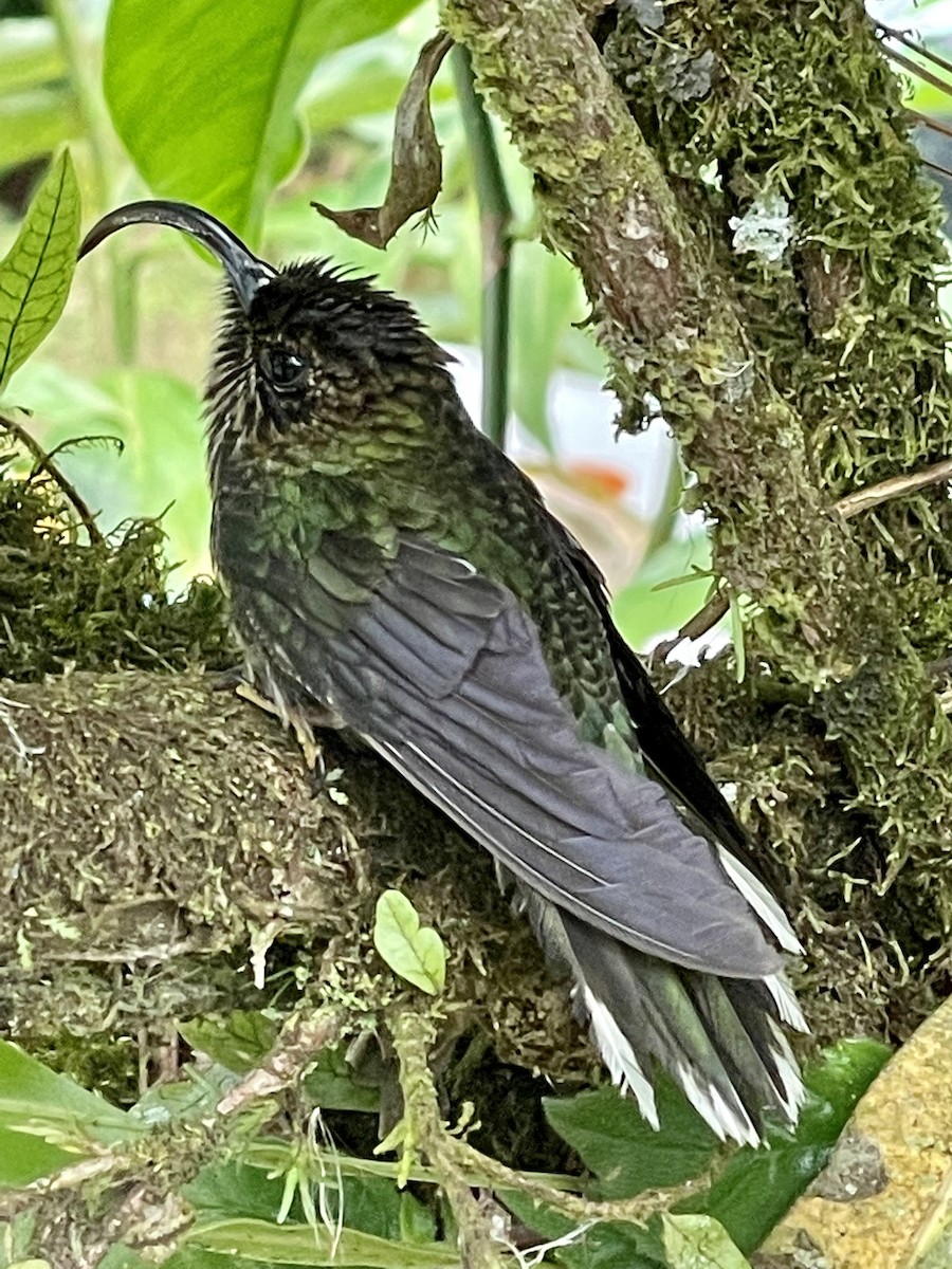 White-tipped Sicklebill - ML419852851