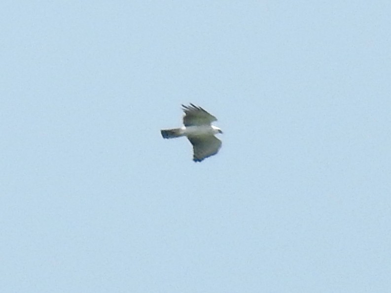 Black-and-white Hawk-Eagle - Francisco Dubón