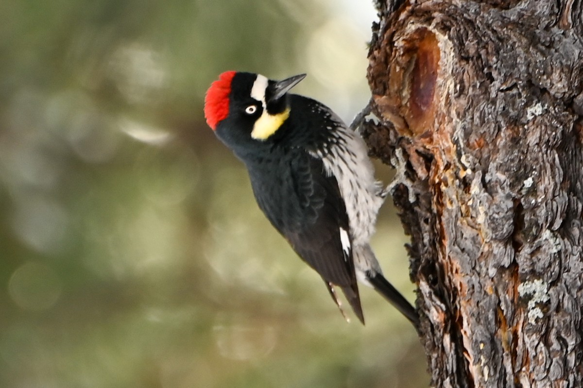 Acorn Woodpecker - ML419854771