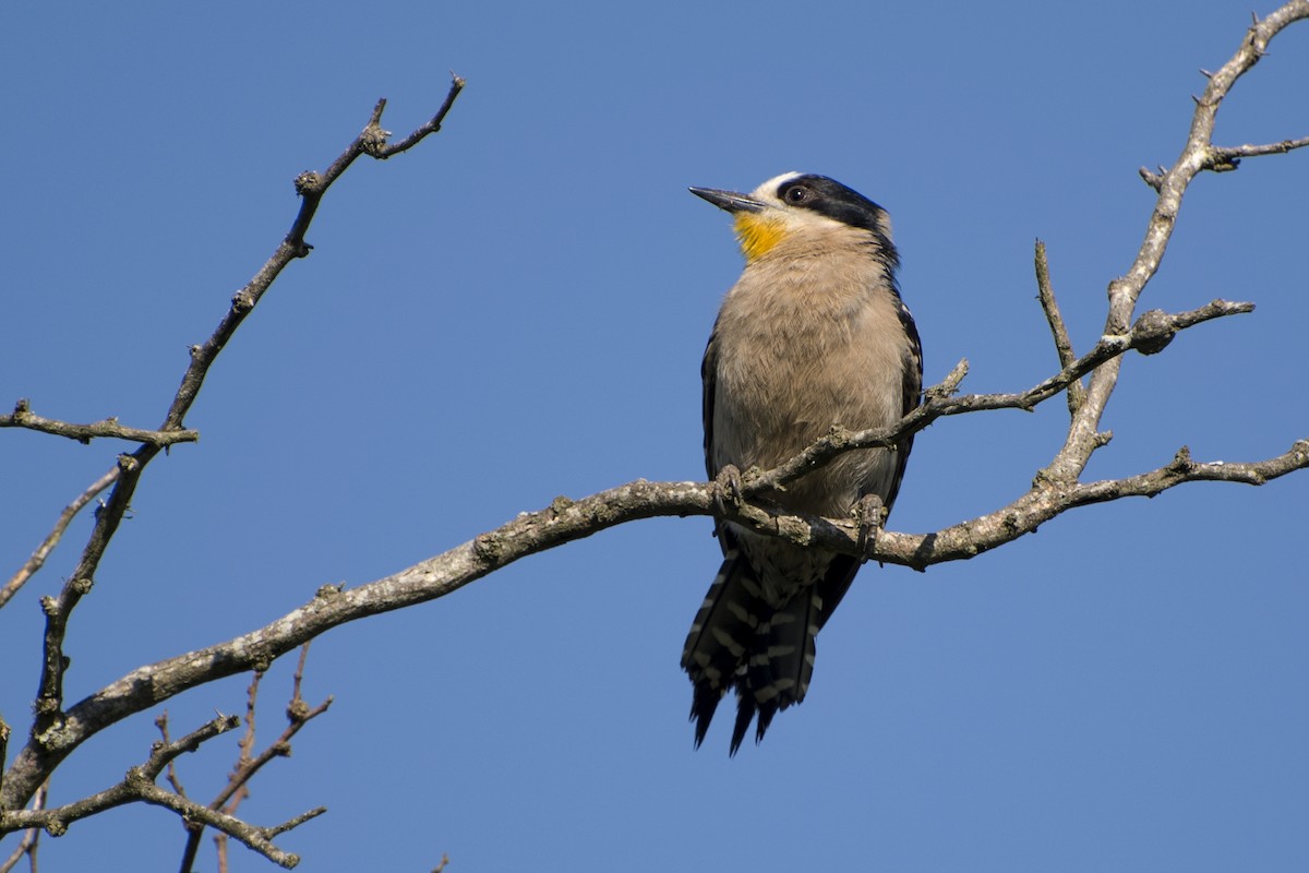 White-fronted Woodpecker - ML41985621