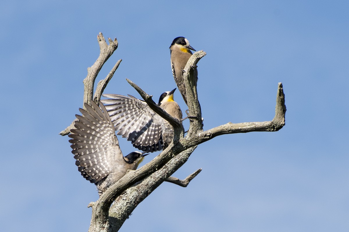 White-fronted Woodpecker - ML41985631