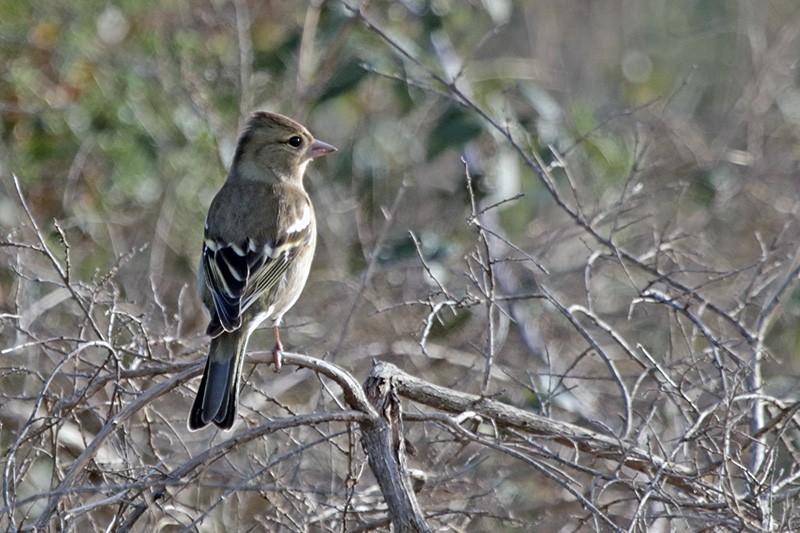 Common Chaffinch - ML41985641